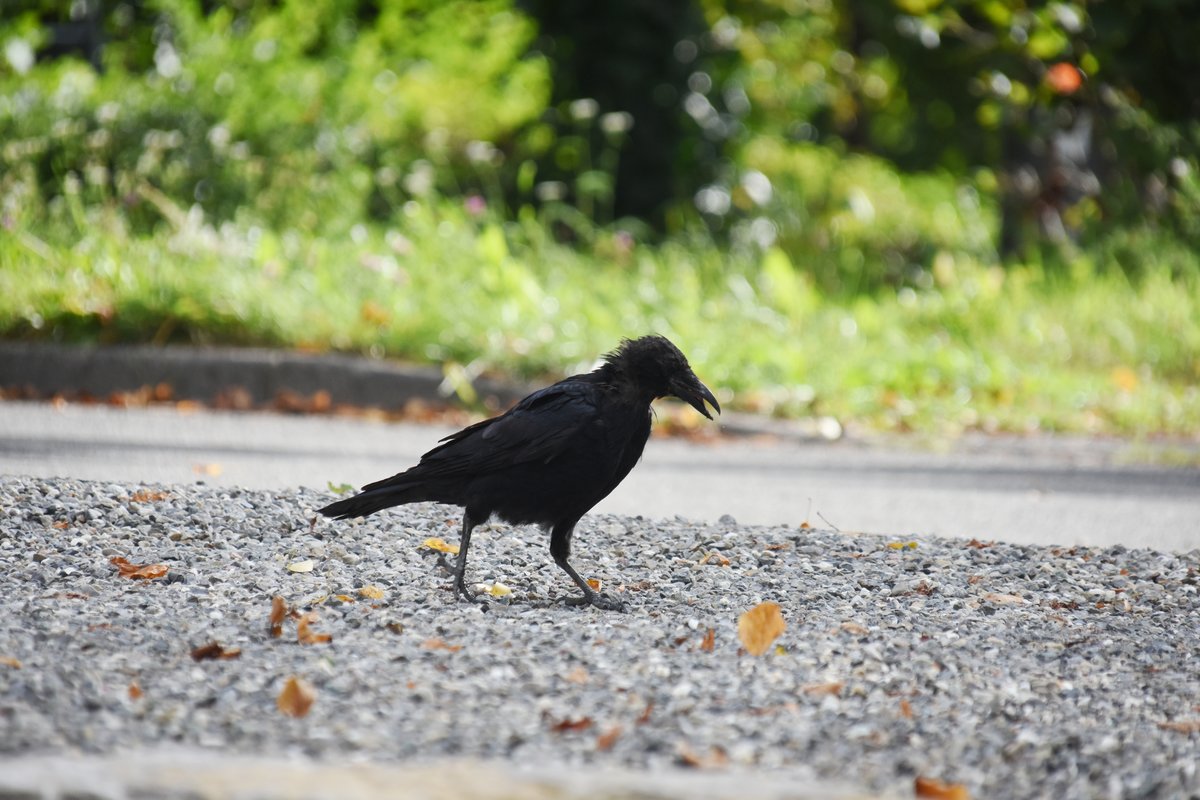 Rabenkrhe (?) auf Futtersuche (RADOLFZELL am Bodensee, Landkreis Konstanz/Deutschland, 12.09.2015)