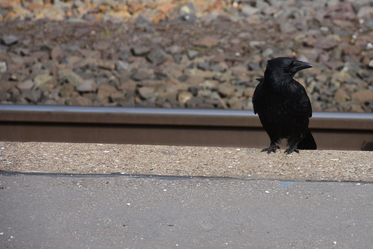 Rabenkrhe an Bahnsteigkante (HANNOVER/Deutschland, 19.03.2016)