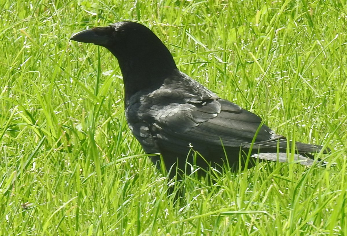 RABENKRHE AUF BEUTESUCHE
Diese Rabenkrhe konnte ich im SIEGERLAND in NIEDERDIELFEN mitten im Ort nur wenige Meter neben mir
in einer Wiese auf Beutesuche  einfangen -sie gehrt zu den am weitesten verbreiteten Vogelarten
mit hoher Intelligenz und ausgeprgtem Sozialverhalten,wurde allerdings durch die bliche Dummheit
der Menschen mit dem negativen Image als  Galgenvogel  belegt und bejagt...am 7.6.2019