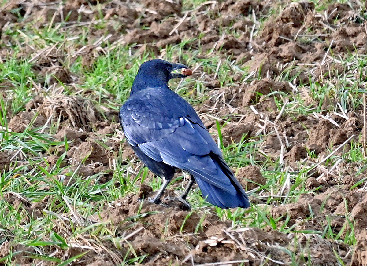 Rabenkrhe auf einer Wiese bei Euskirchen - 04.11.2021