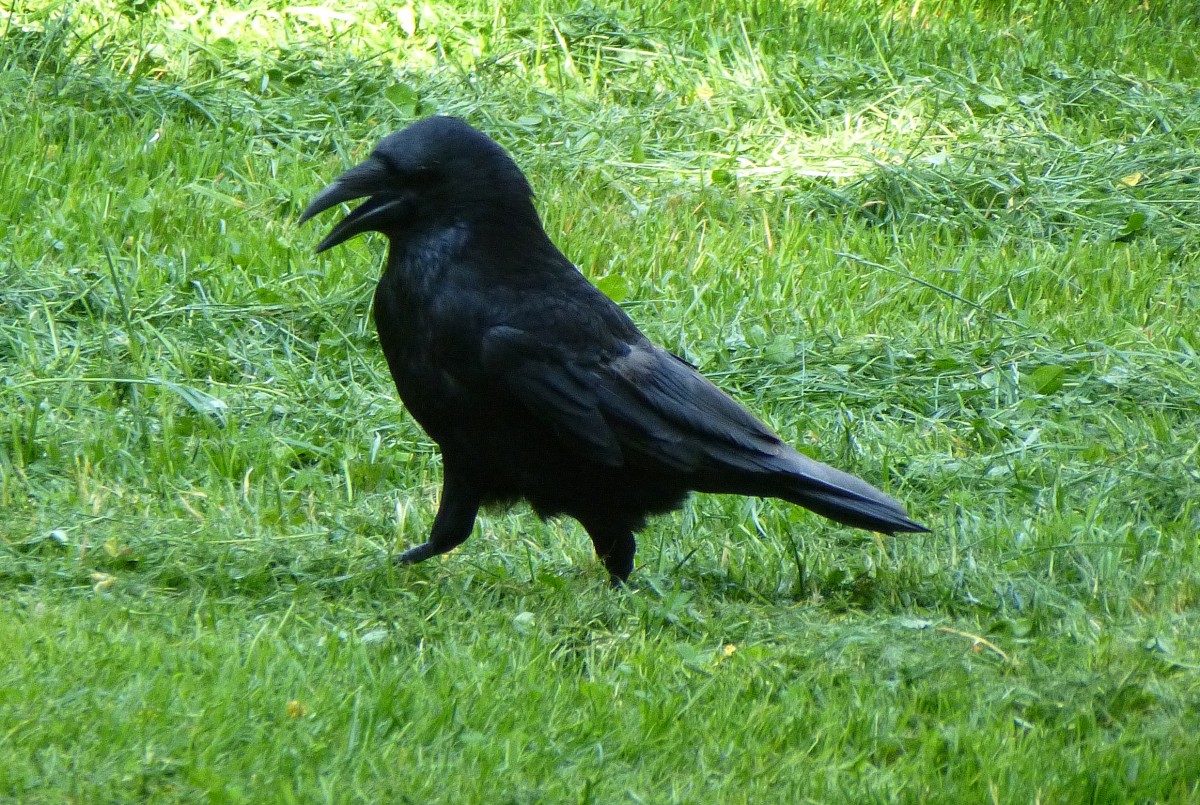 Rabenkrhe bei der Futtersuche, Juni 2014