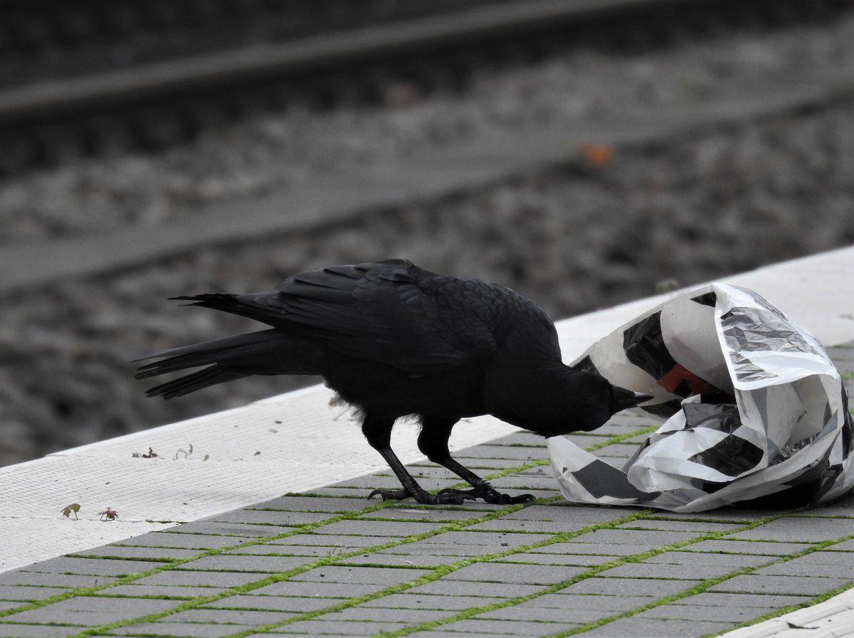 RABENKRHE BEIM UNTERSUCHEN IHRER BAHNSTEIGSBEUTE
Clever,wie sie sind,wissen Rabenkrhen genau,dass es auch auf Bahnhfen was zu ergattern gibt.....wie hier beim Durchsuchen einer Tasche aus dem Abfalleimer
im  Bahnhof Siegen.....10.10.2020