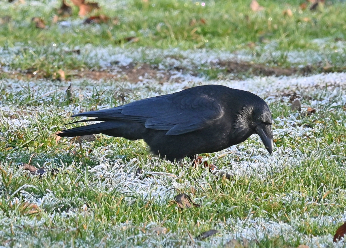 Rabenkrhe in der Erftaue Euskirchen - 21.12.2021