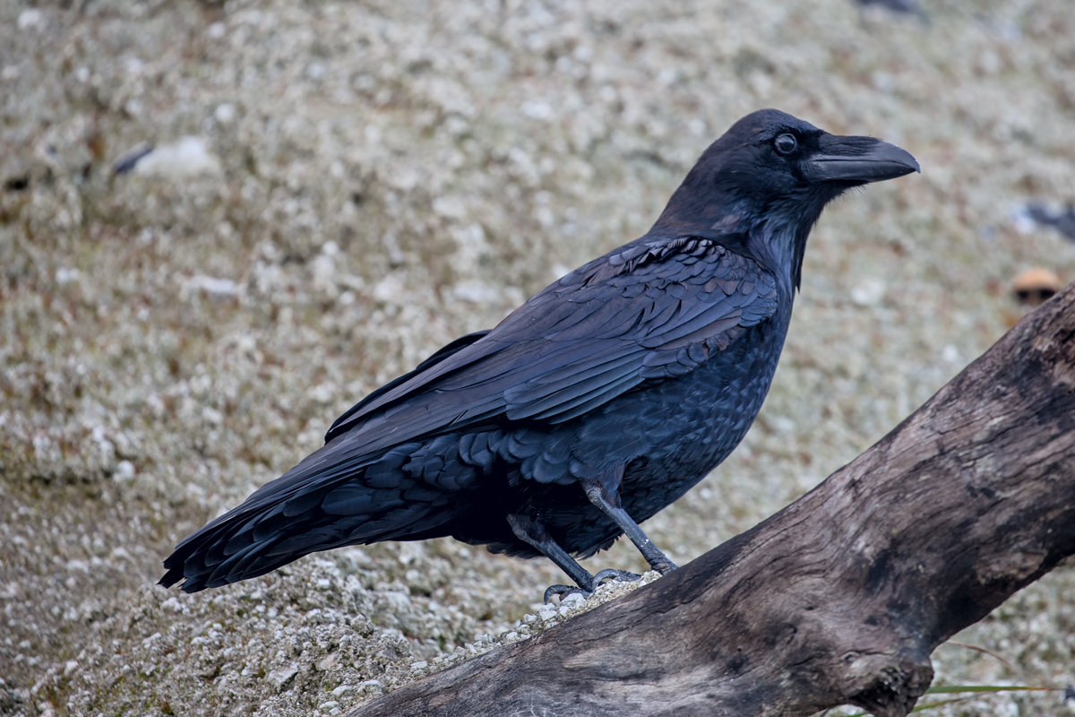 Rabenvogel beobachtet das Umfeld. . - 01.11.2017