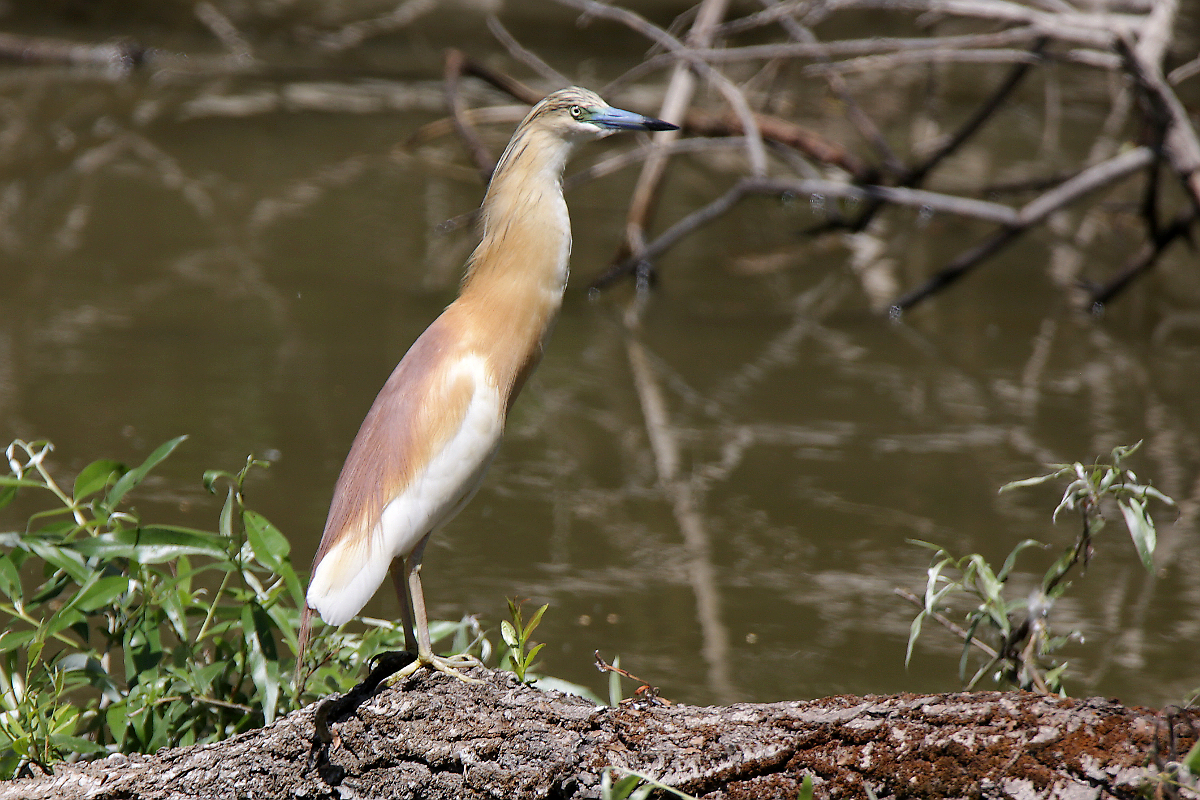 Rallenreiher, Donaudelta, Rumnien, 30.5.2018