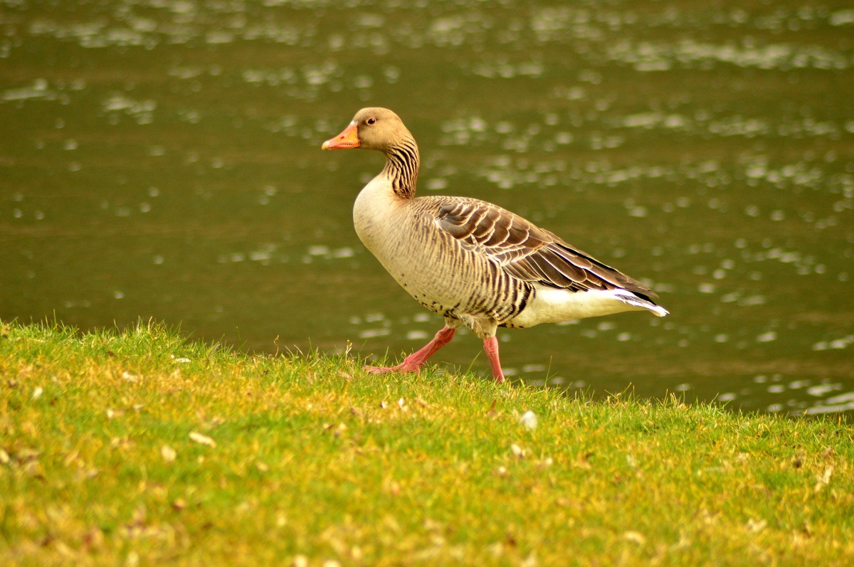 Rasenmher der lebendigen Art, hier in Hamersheim futtert diese Gans den Rasen kurz.
15.3.2015