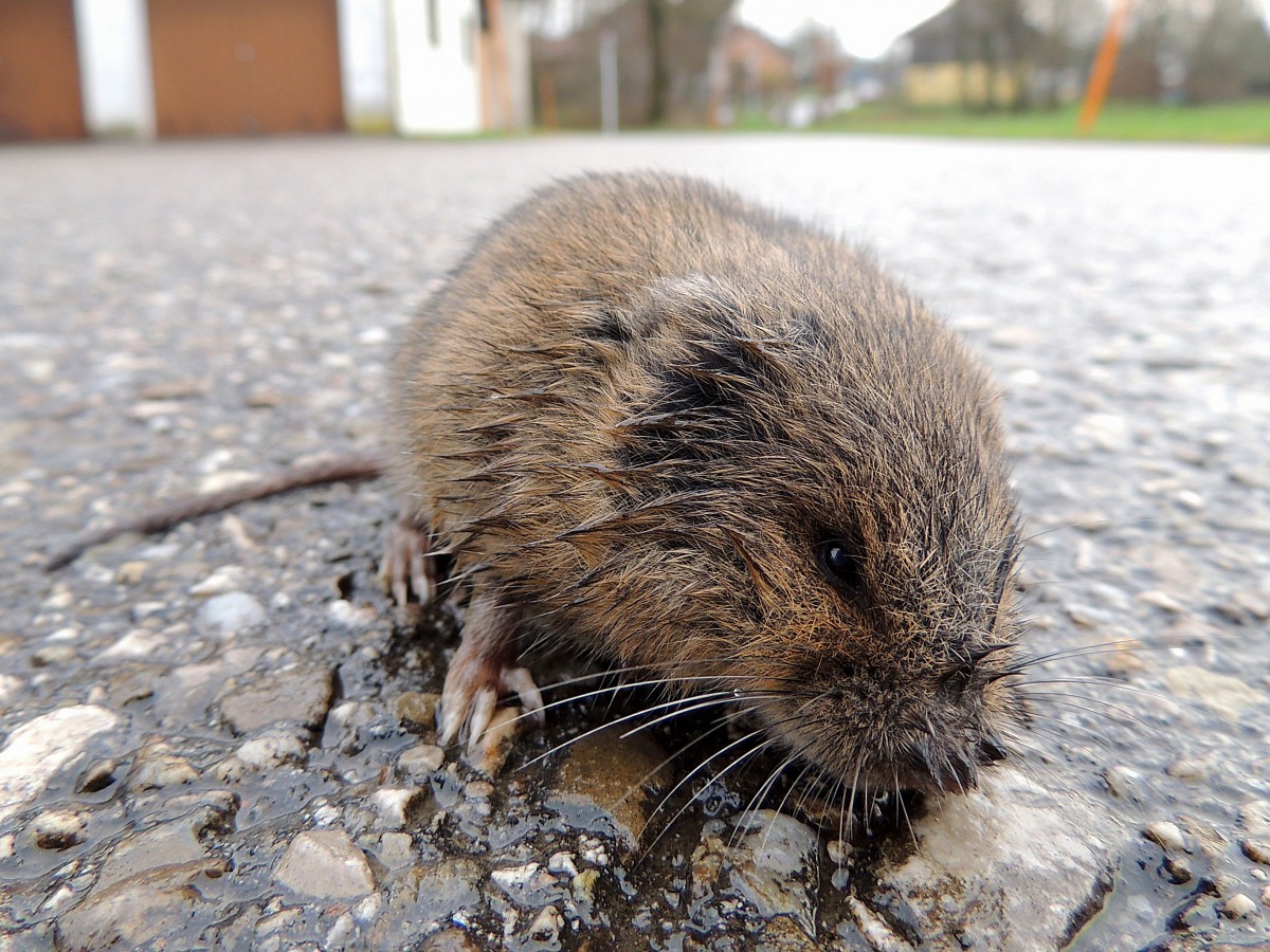 Ratte(Rattus) hlt auf einem Gterweg fr ein Foto kurz inne; 131129