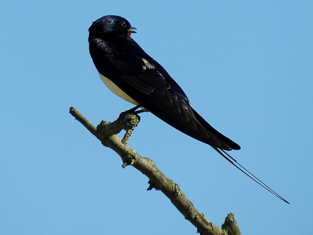 Rauchschwalbe(Hirundo rustica); hat sich auf einem kleinen Ast bei St-Georg(Rumnien) im Bereich des schwarzen Meeres niedergelassen;230705