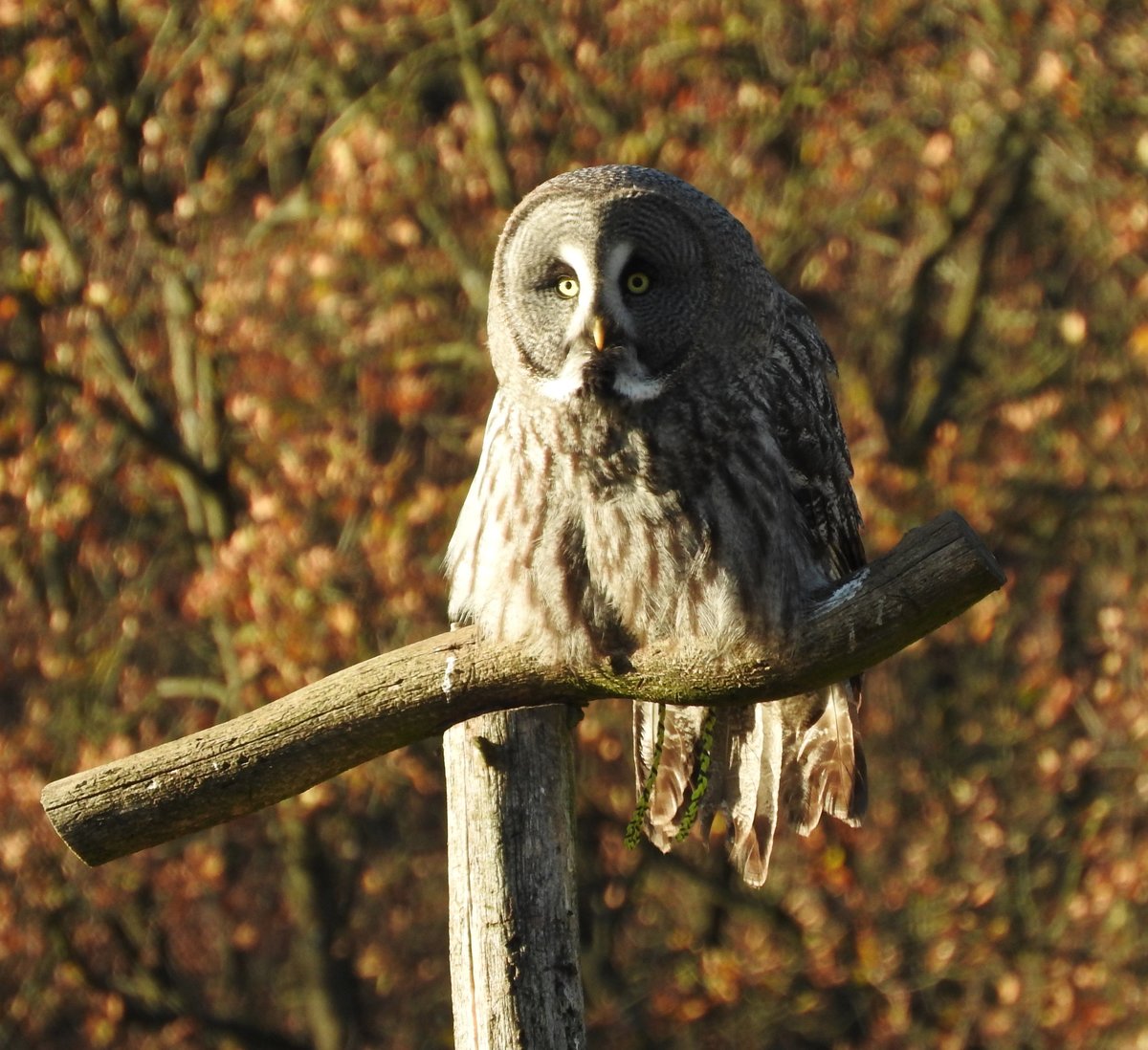 RAUHFUSSKAUZ IM TIERPARK NIEDERFISCHBACH/SIEGERLAND

Mit einer Flgelspannweite bis 60 cm und der Gre eines Steinkauzes gehrt er zu den kleineren
Eulen-Vertreten,der seinen Namen seinen befiederten Fen verdankt....
Als Ansitzjger hlt er auf einem Ast Ausschau nach Beute,der Ruf des Mnnchens ist bis zu 2 km weit
hrbar....hier am 18.11.2018 bei einer faszinierenden Freiflugvorfhrung durch den Tierpark-Falkner..,.,.,

