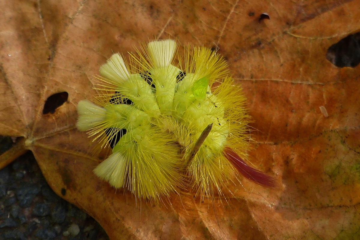 Raupe des Buchen-Streckfu (Calliteara pudibunda), gesehen in unserem Garten. 11.09.2020