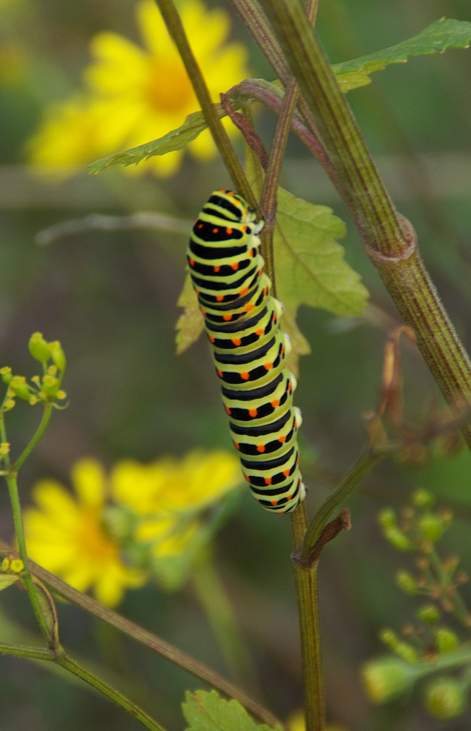 Raupe eines Schwalbenschwanz gesehen in Bous Saar - 03.09.2014