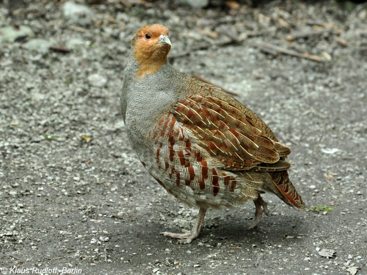 Rebhuhn (Perdix perdix) im Zoo Hluboka / Tschechien.