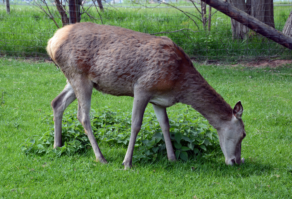 Reh im Hochwildpark Rheinland - 10.05.2015