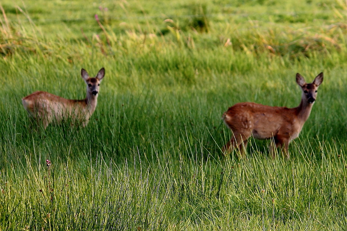 Reh-Zwillinge unmittelbat hinterm Gartenzaun, Nassenheide, 21.08.2014.