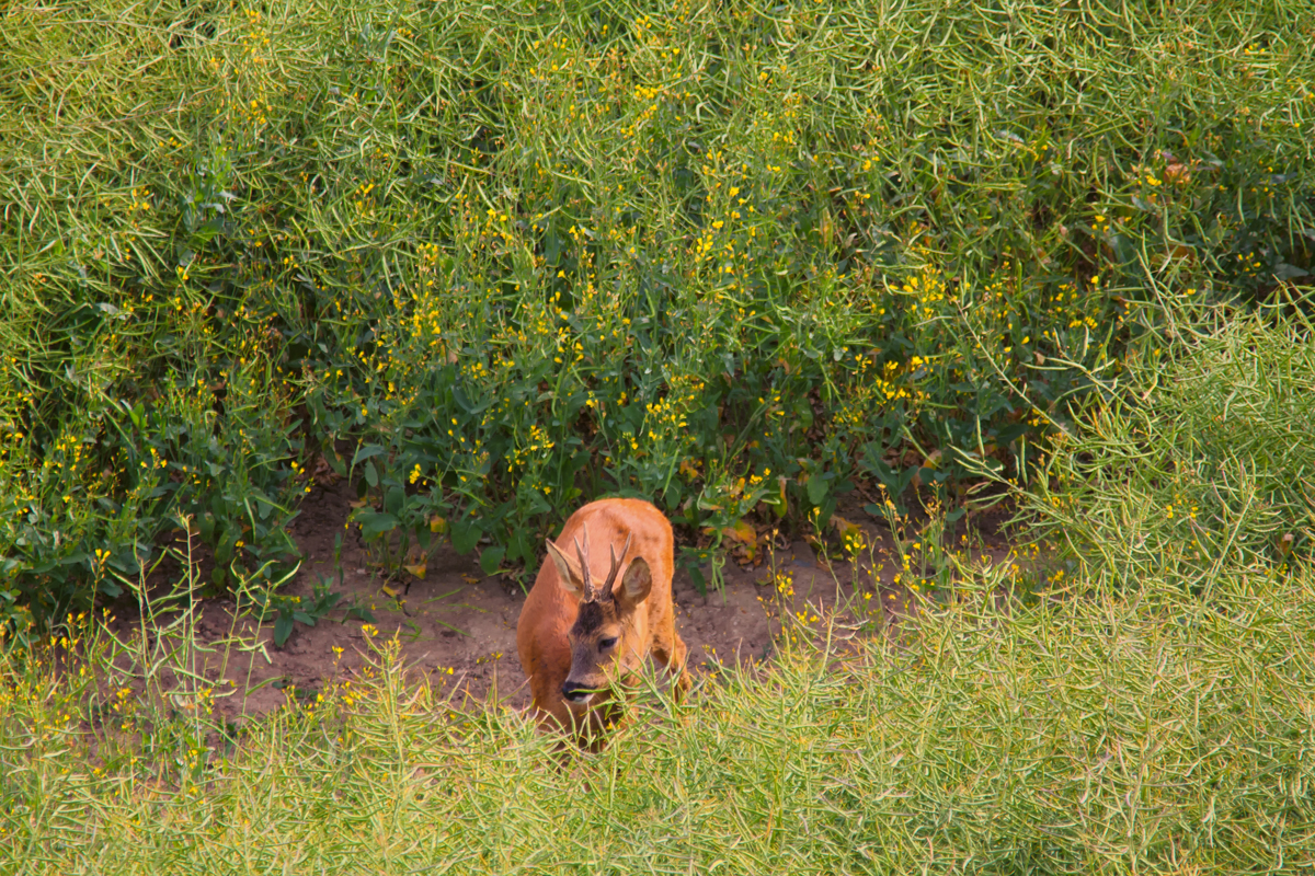 Rehbock und Reh in einem Rapsfeld. - 18.06.2014