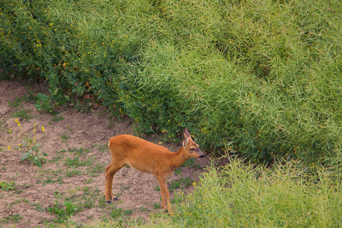 Rehbock und Reh in einem Rapsfeld. - 18.06.2014