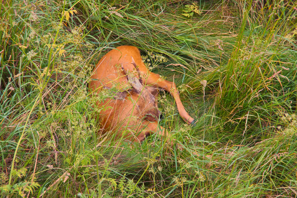 Rehbock schlft nahe eines Rapsfeldes. - 18.06.2014