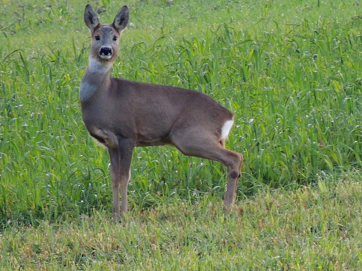 Reh(Capreolus capreolus)hat auf einer Wiese Witterung aufgenommen; 131129