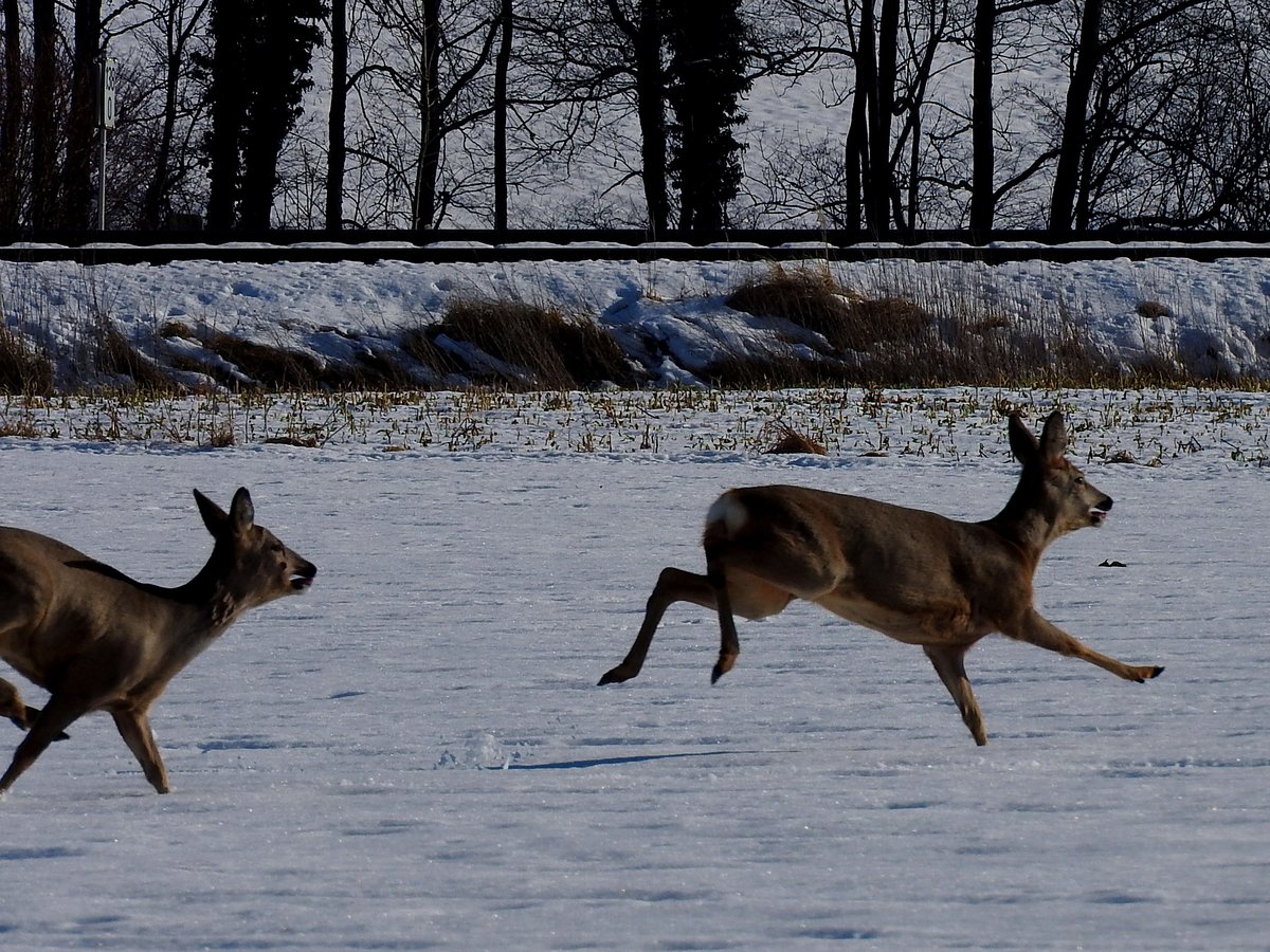 Rehe (Capreolus capreolus)  hetzen aufgrund des herannahenden Zuges entlang der Hausruckbahn; 210122