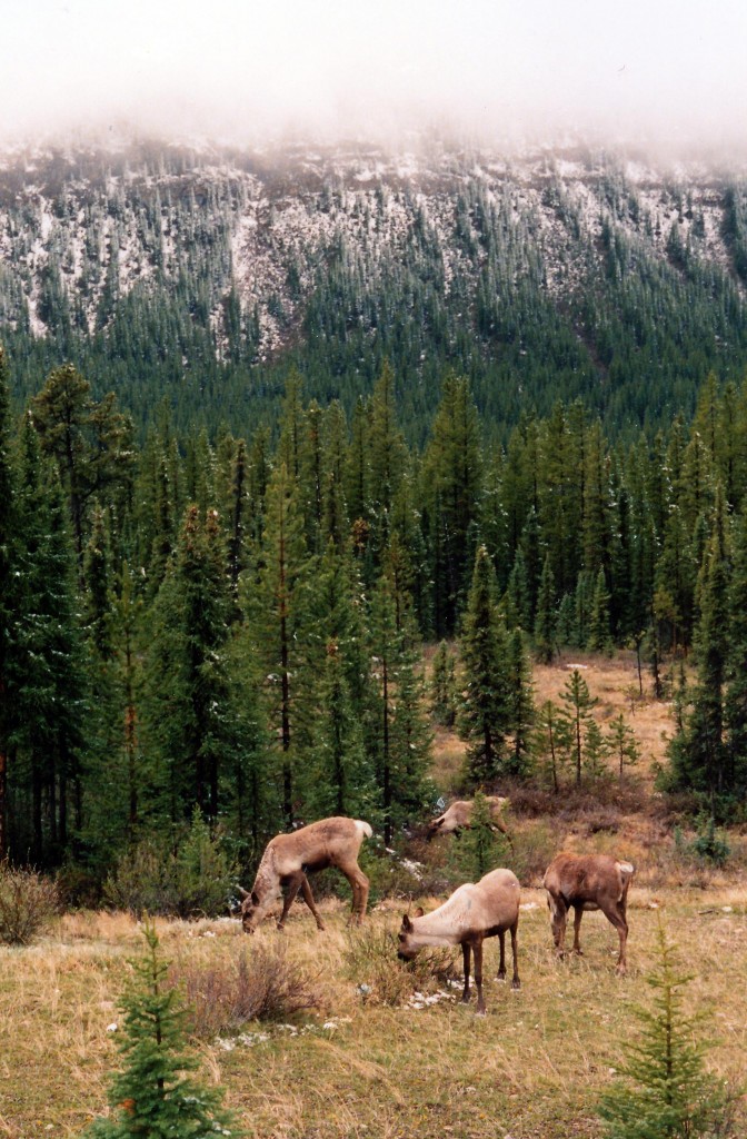 Rehe in den kanadischen Northwest Territories. Aufnahme: Juni 1988 (Bild vom Negativfoto).