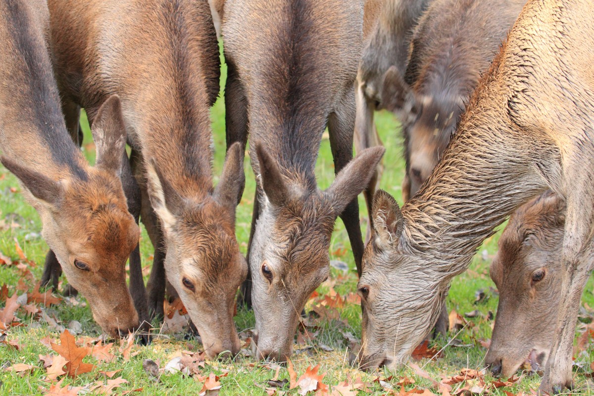 Rehe in Tambach am 02.11.2015.