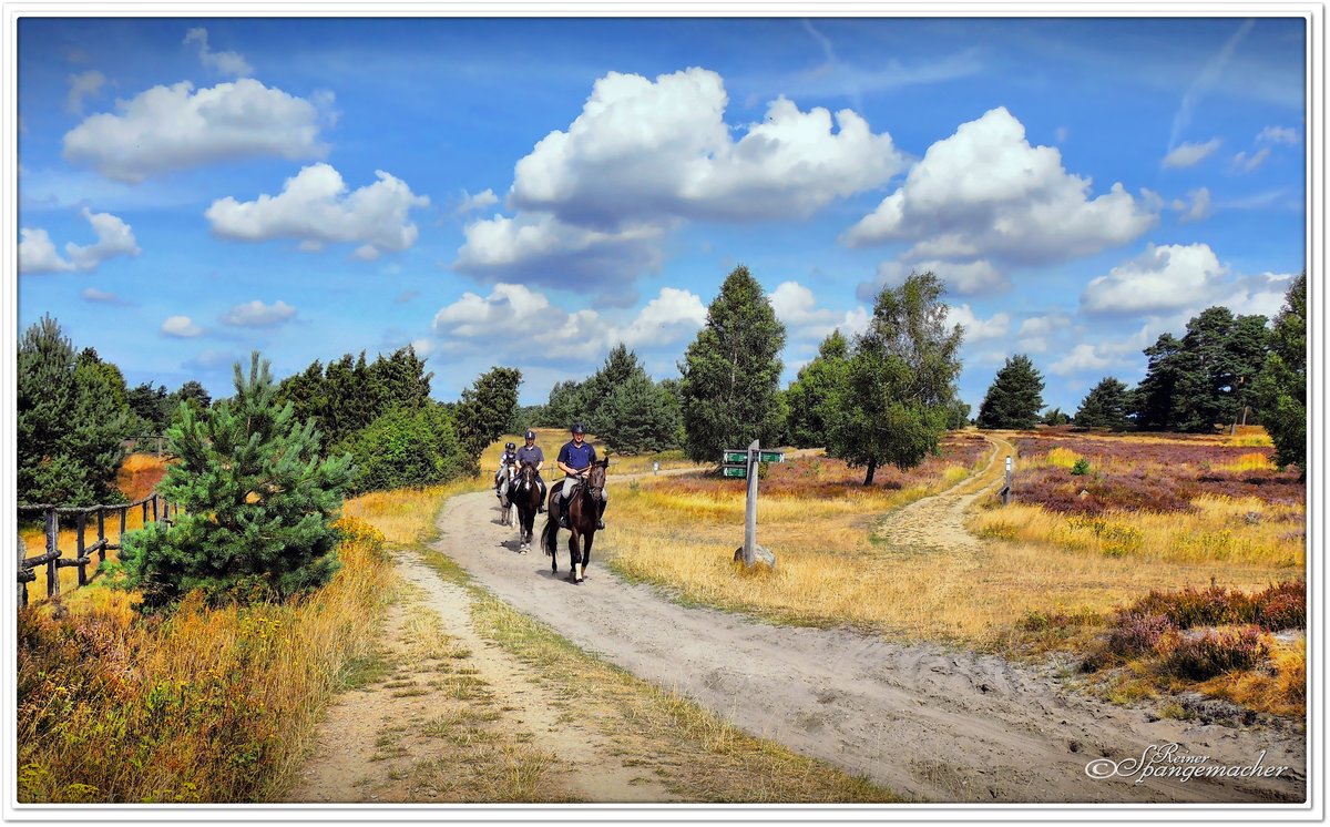 Reiter in der Lneburger Heide, im Radenbachtal zwischen Dhle & Undeloh im August 2013