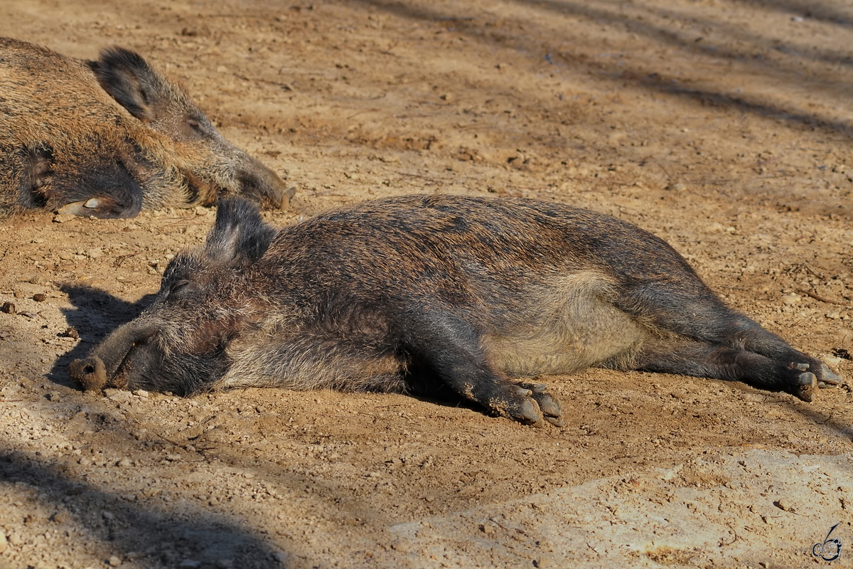 Relax... das Motto an diesem Dezembertag auch bei den Wildschweinen im Zoo Madrid.