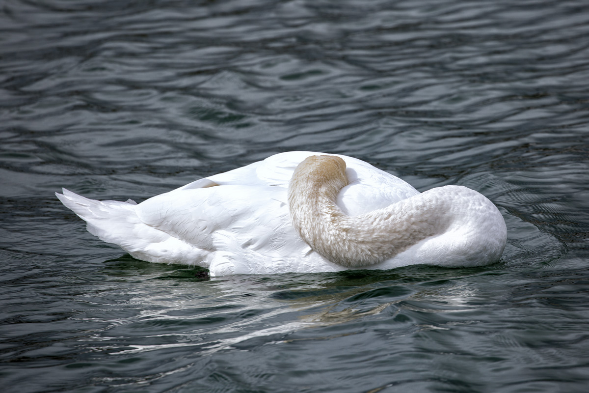 Relaxender Schwan im Sassnitzer Hafen. - 16.04.2017