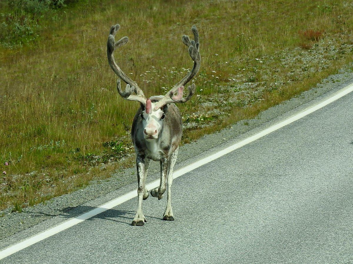 Rentier auf der Strae nach Hammerfest; 160723
