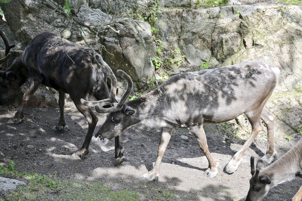 Rentiere (Rangifer tarandus) in der Wildtierabteilung des Freilichtmuseums Skansen in Stockholm. Aufnahme: 25. Juli 2017.