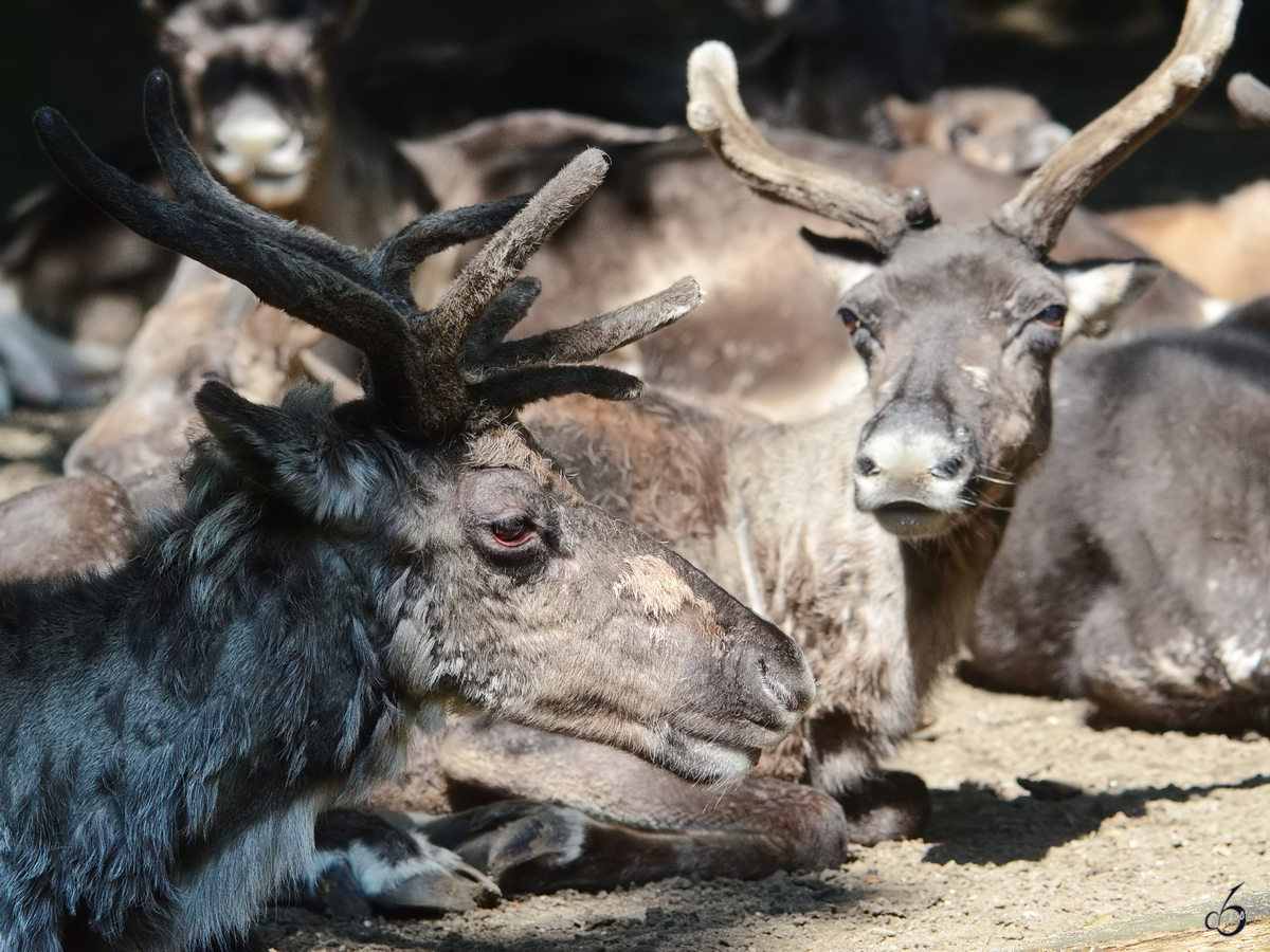 Rentiere im Zoo Duisburg. (Juli 2013)