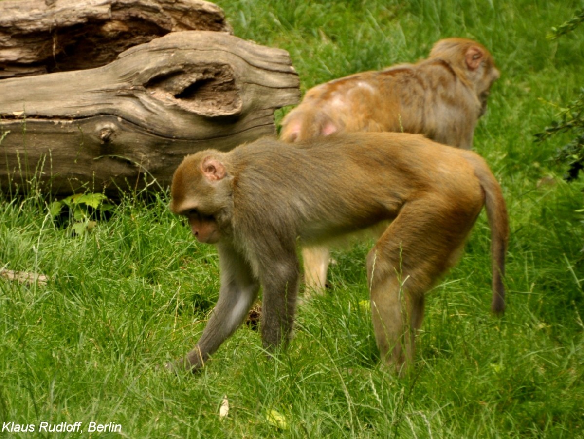 Rhesusaffe (Macaca mulatta) im Zoologischen Garten Leipzig.