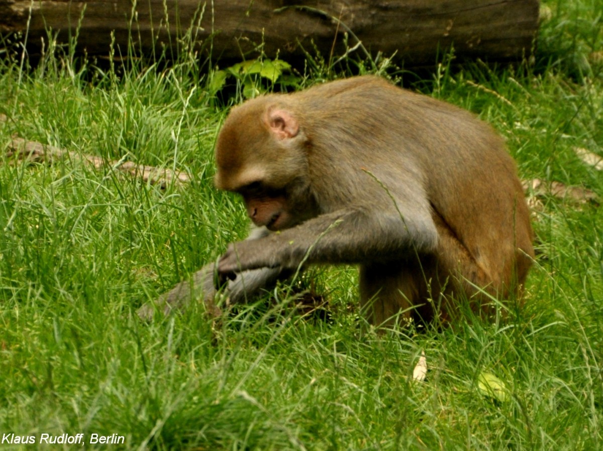 Rhesusaffe (Macaca mulatta) im Zoologischen Garten Leipzig.