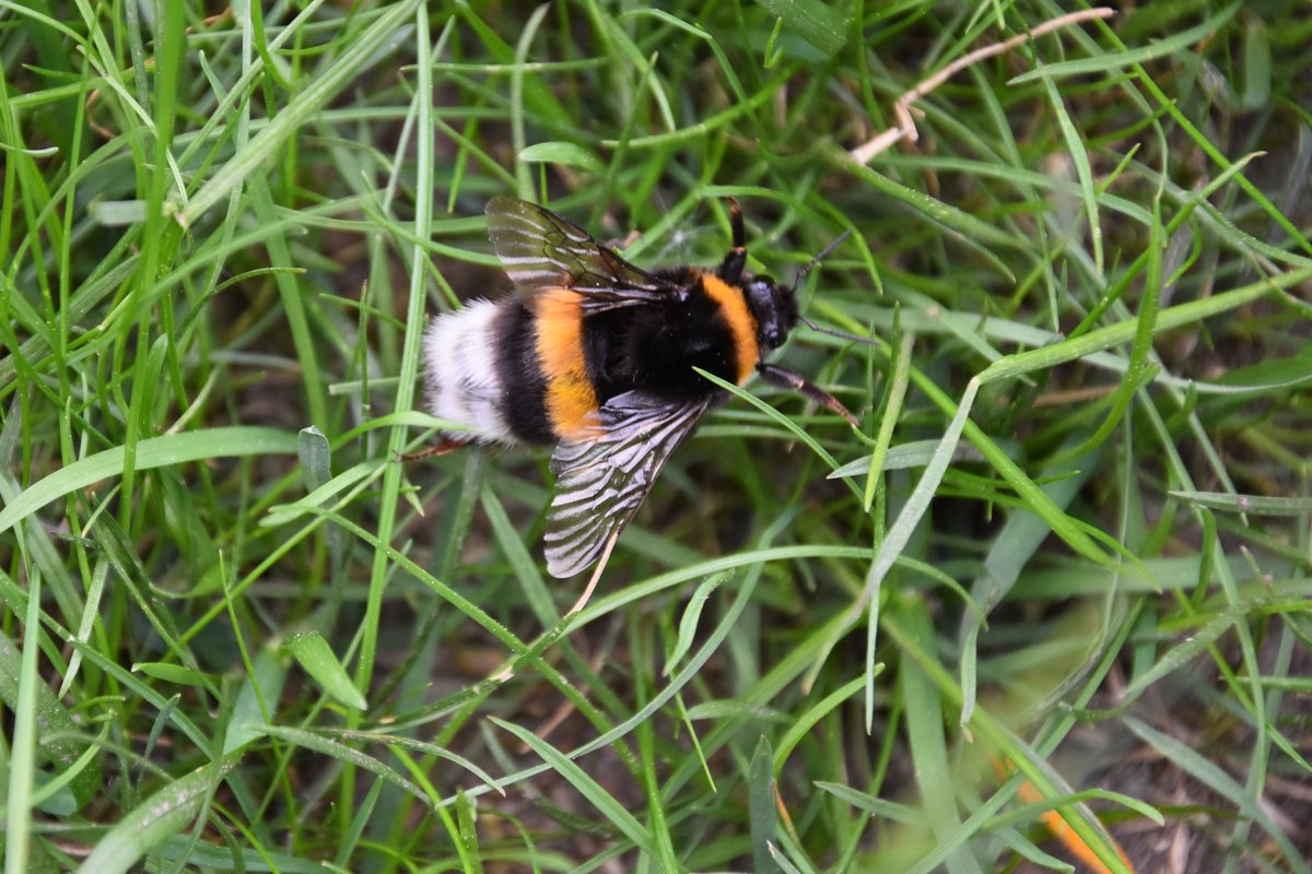 Riesenhummel (evtl. eine Knigin?) im Garten (RHEINE, Kreis Steinfurt/Deutschland, 19.05.2016)