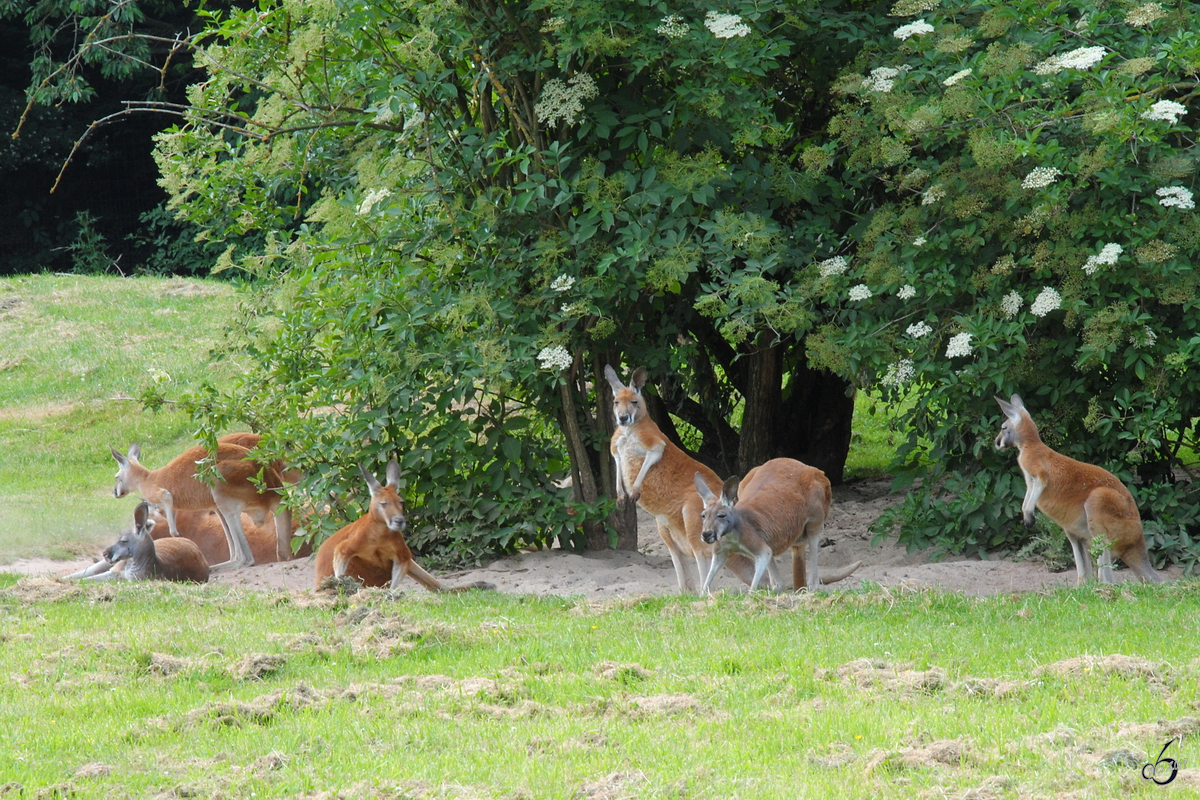 Riesenkngurus im Zoo Dortmund. (Mai 2010)