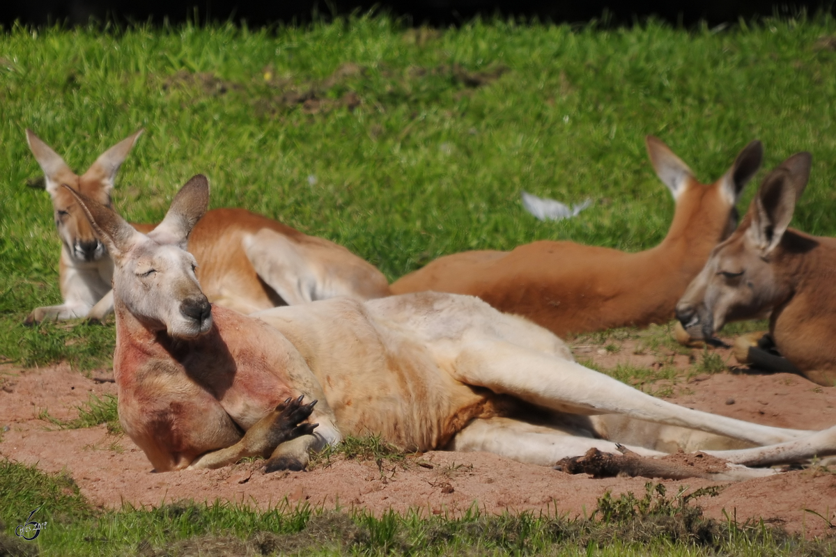 Riesenkngurus im Zoo Dortmund. (Mai 2010)