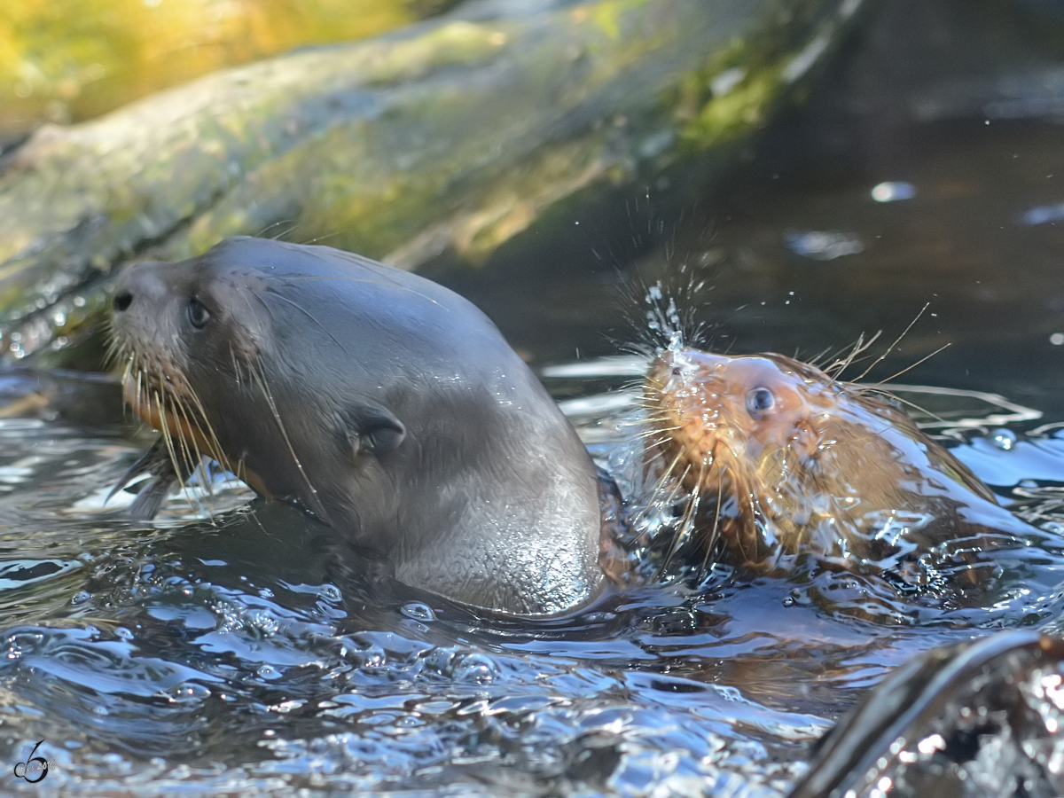 Riesenotter im Zoo Duisburg. (Juli 2013)