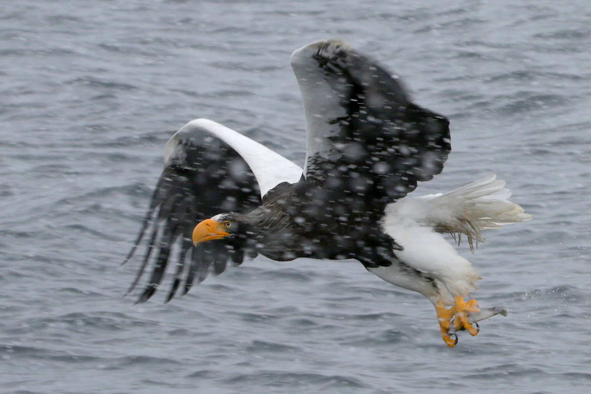 Riesenseeadler im Hafen von Rausu, Shiretoko-Halbinsel, Hokkaido, Japan, 04.02.2018