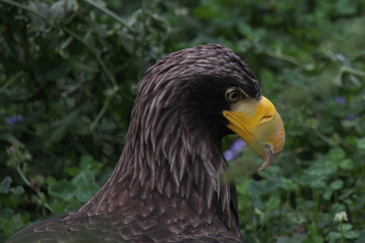 Riesenseeadler (Haliaeetus pelagicus) am 25.7.2010 im Zoo Heildelberg.