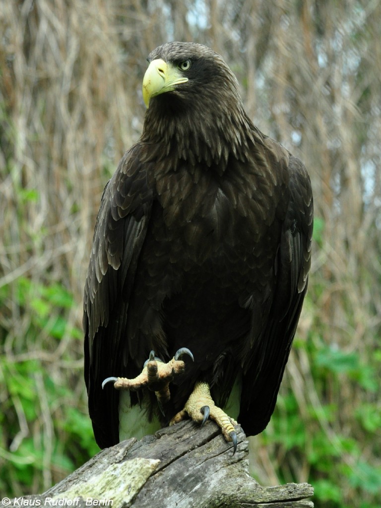 Riesenseeadler-Weibchen (Haliaeetus pelagicus). Schwarze Morphe, die frher als eigene Unterart Haliaeetus pelagicus niger beschrieben wurde. Dieses Weibchen ist voll erwachsen und hat schon einige Jahre erfolgreich Junge im Tierpark Berlin aufgezogen. 