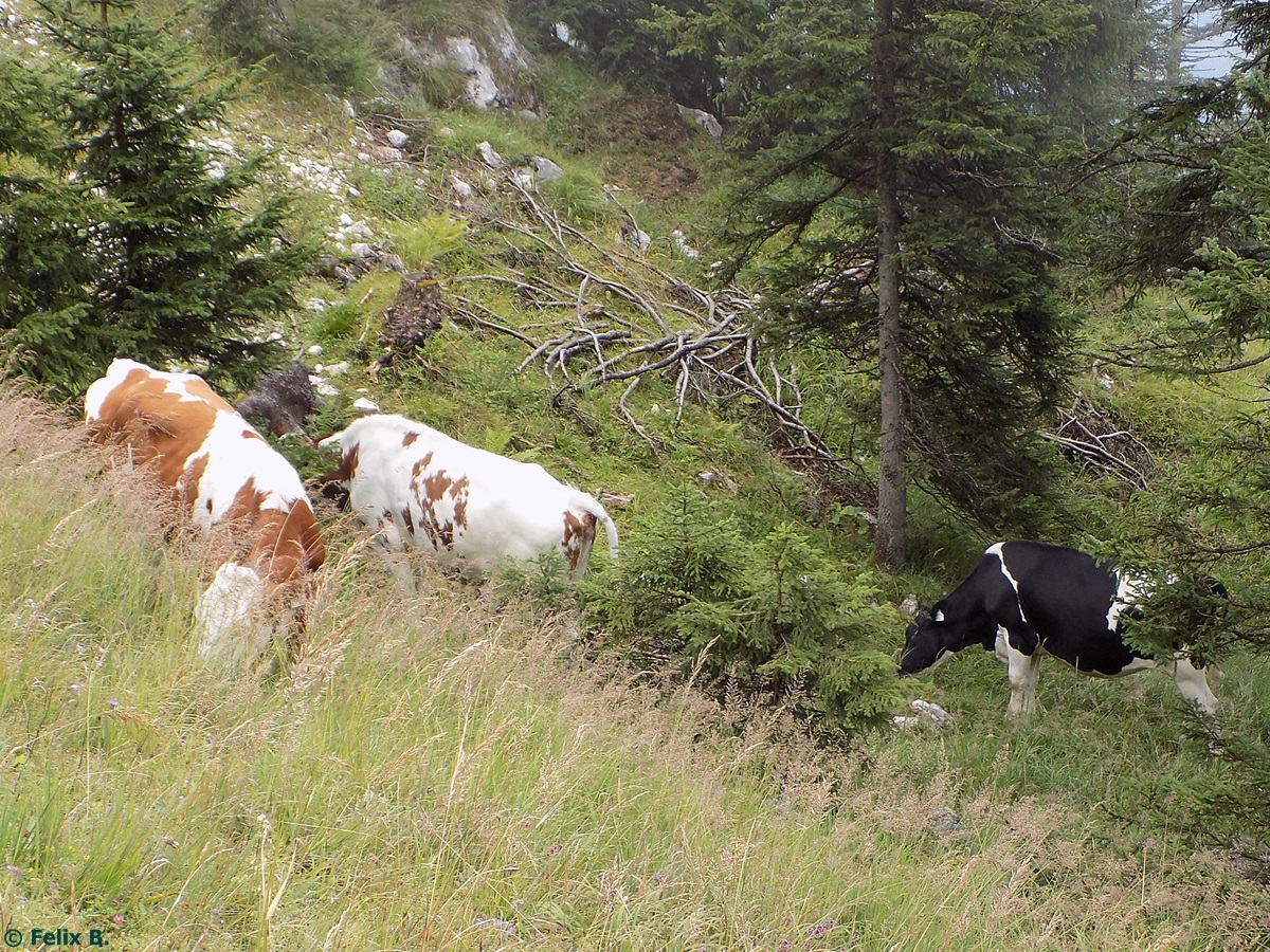 Rinder auf dem Weg zum Pendling am 20.08.2014