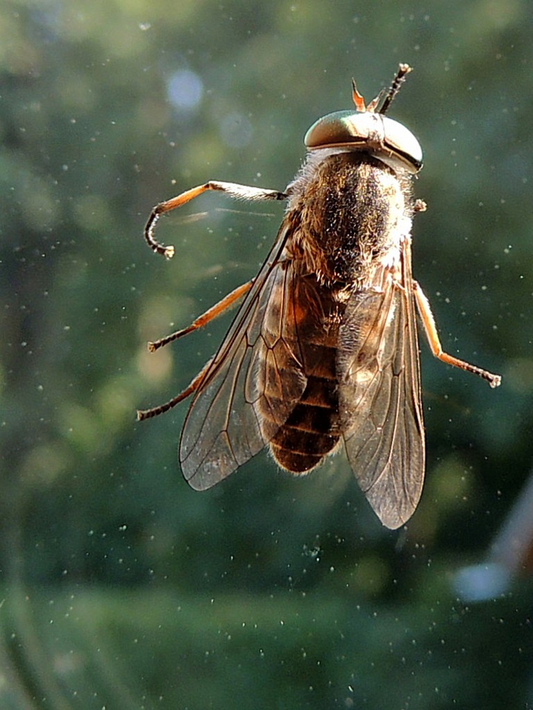 Rinderbremse (Tabanus bovinus)  an einer Glasscheibe; 130723