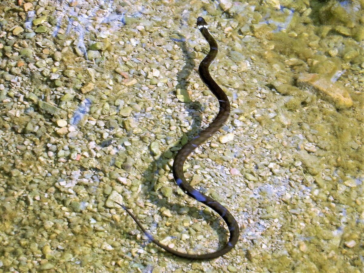 Ringelnatter (Natrix natrix) schwimmt im Schlossbach in Wetzikon, Kanton Zrich, Schweiz. Mit Staunen vom Balkon aus beobachtet und mit Zoom so gut wie mglich fotografiert - 06.08.2018