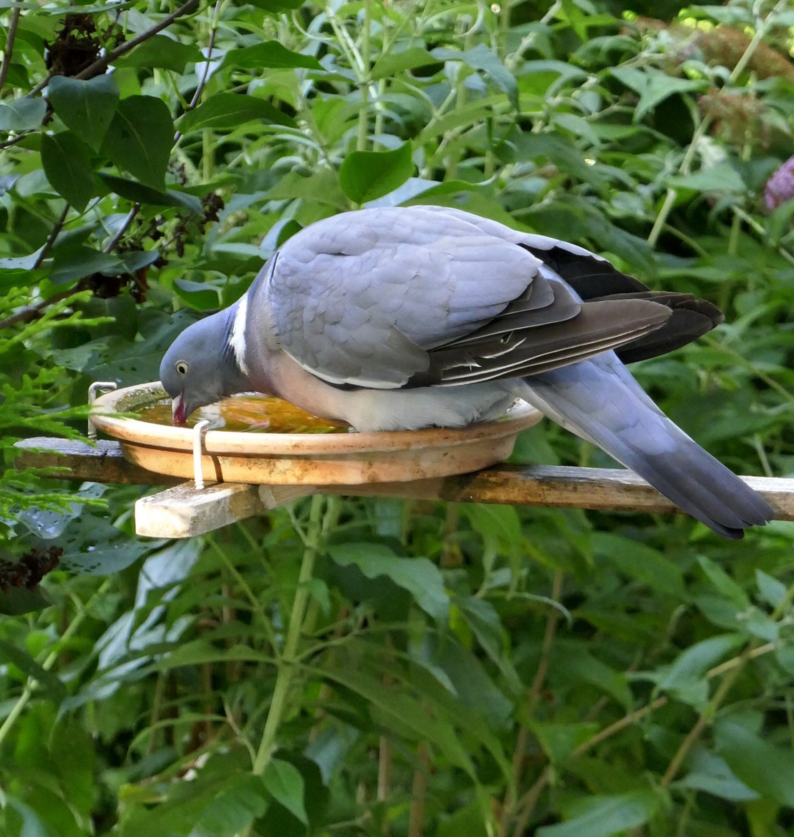Ringeltaube, an der Vogeltränke an unserem Balkon, Juli 2019