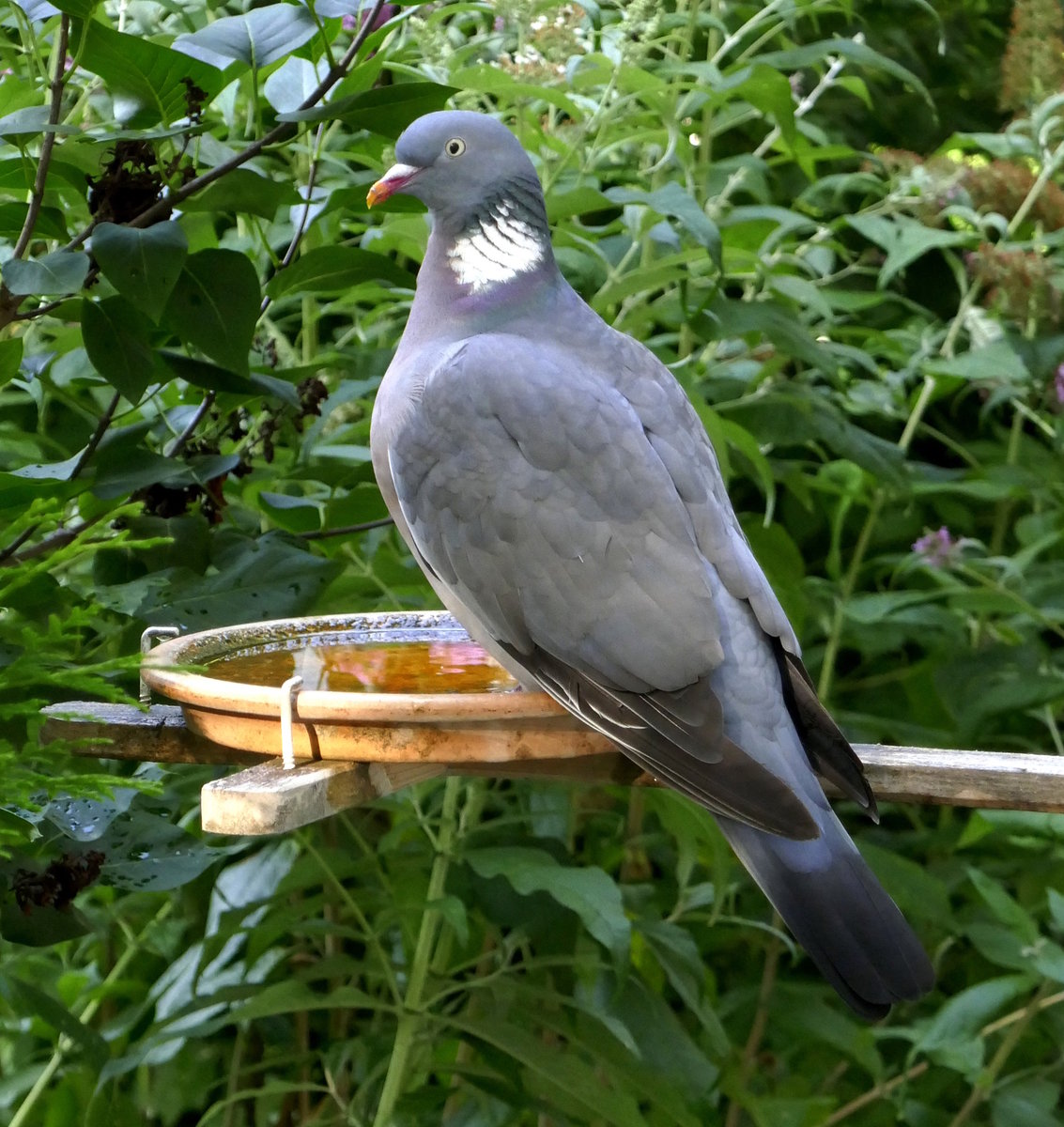 Ringeltaube, besucht regelmig unsere Vogeltrnke am Balkon, Juli 2019