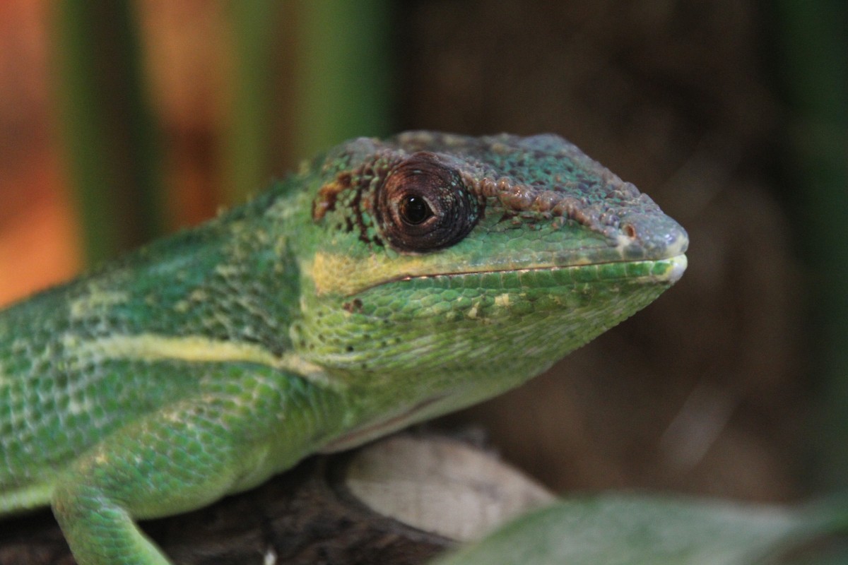 Ritteranolis (Deiroptyx equestris) am 11.7.2010 im Reptilienhaus Unteruhldingen.