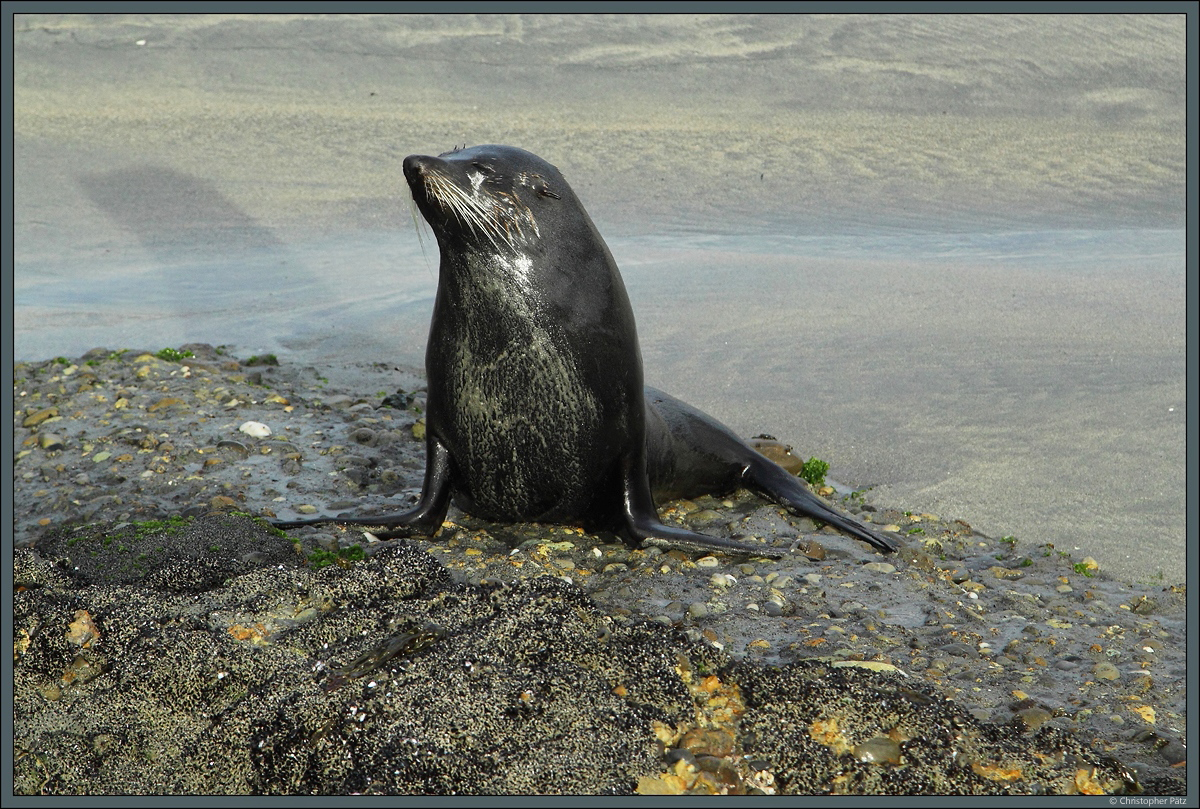 Robbe am Whahariki Beach, Neuseeland. (20.10.2016)