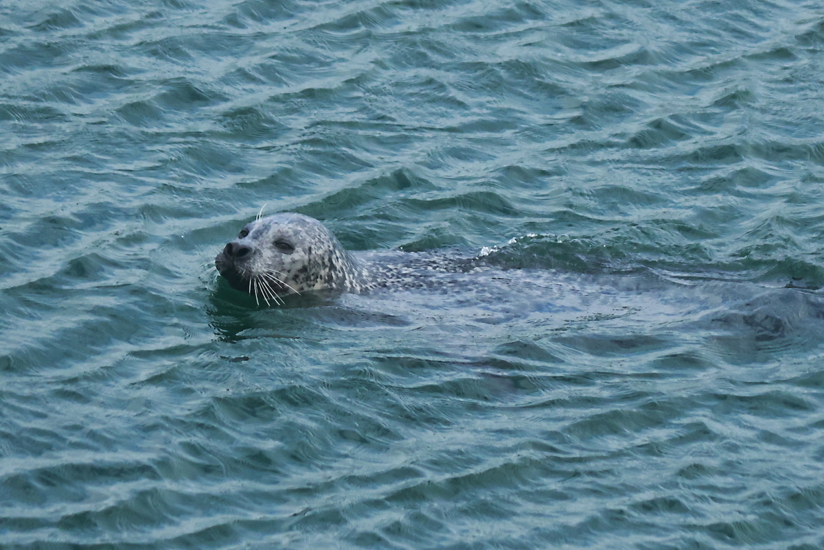 Robbe im Robbenforschungszentrum Hohe Dne am 17. Oktober 2025 in Warnemnde.