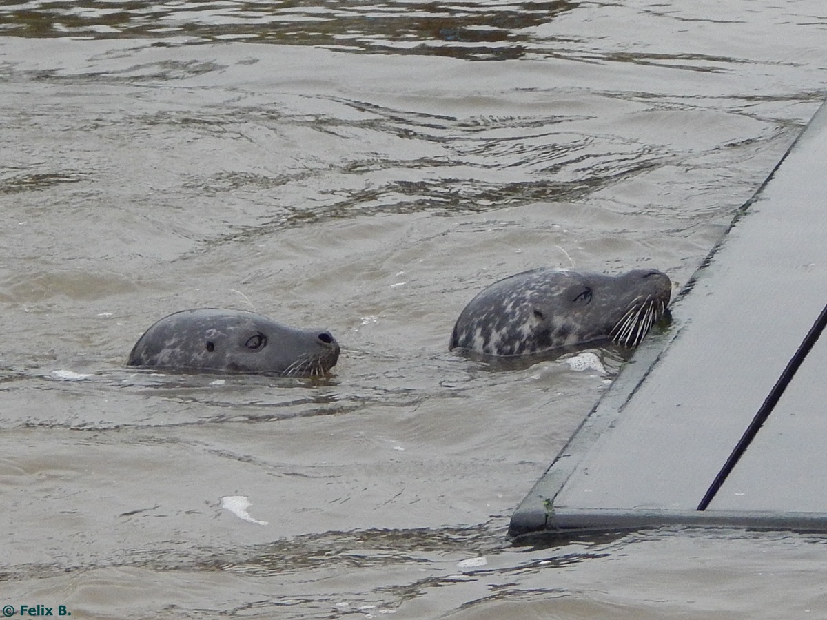 Robbe in Sankt Peter-Ording am 19.10.2014