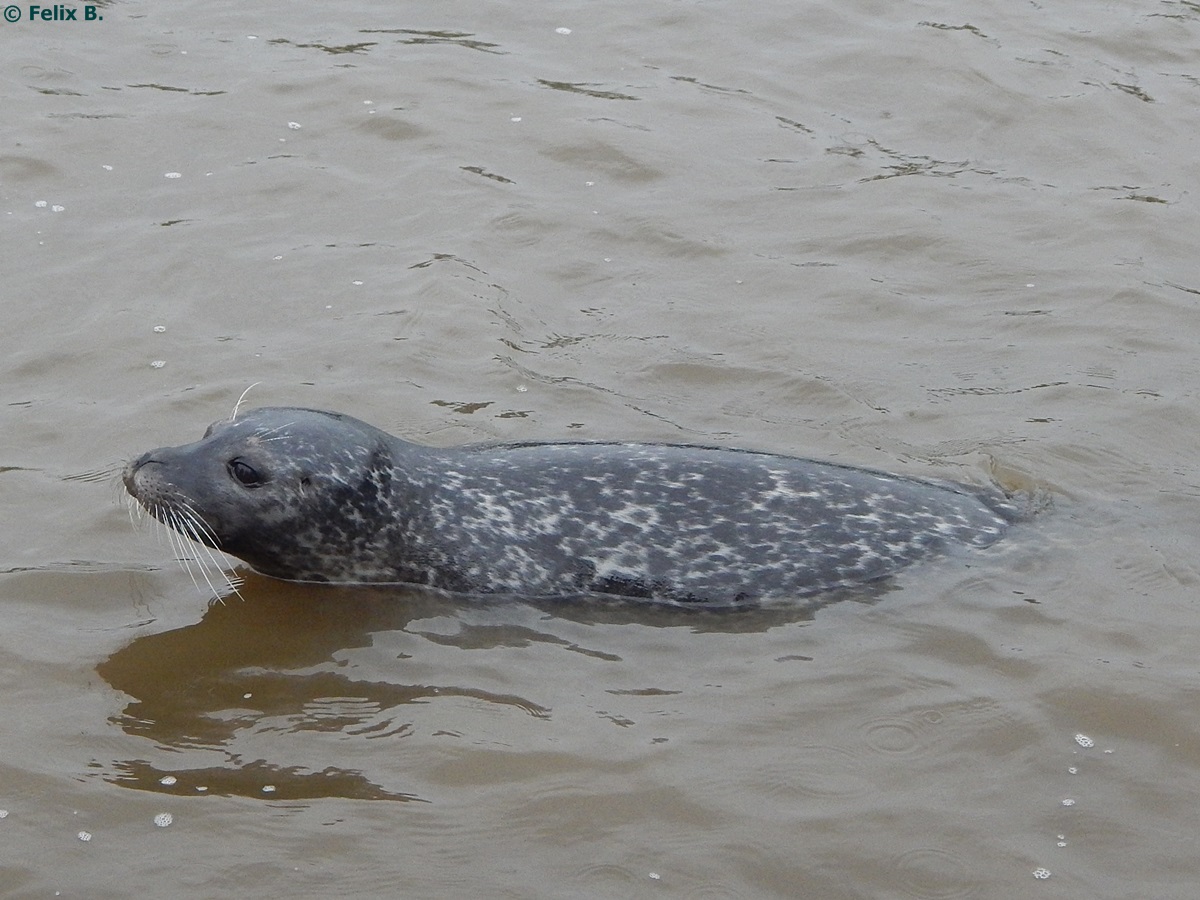 Robbe in Sankt Peter-Ording am 19.10.2014